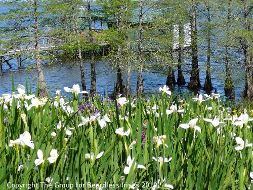 Iris view (9)